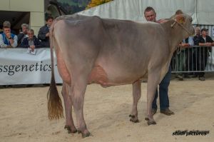 006k-Schneuterwahl Junge Khe  1. Biver Beverly AR8I7903